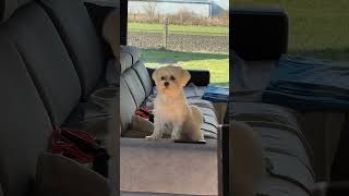 weekendzik nadchodzi #dog #doglover #pies  #maltese #funnyshorts #maltesedog