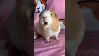 Weekly squeak loudest guinea pig