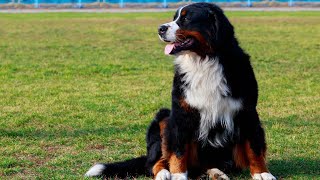 Bernese Mountain Dog Breeding: Best Practices and Responsibilities