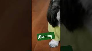 Doggy troubles.. #dog #puppy #pet #best #doglover #viral #youtube