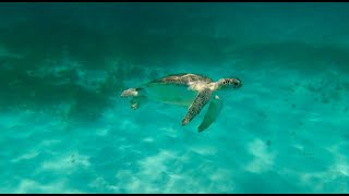 Snorkeling at Tres Trapi Aruba 2021