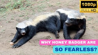 Why honey badger are so fearless?