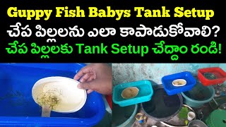 Guppy Fish Breeding Success:Guppy Babys Tank Setup | How to Grow Guppy Fish Babys | Guppy Fish Frys