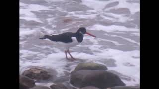 Oystercatcher rootles round the rocks Dec 2018