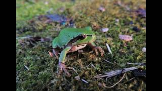 Дальневосточная квакша Dryophytes japonicus, голоса / Japanese tree frog calls