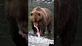 Bear eating salmon alive. Eating fish alive. Wildlife video #shorts #viralvideo #wildlife #ytshorts