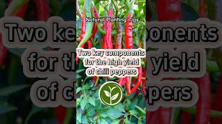 Two key components for the high yield of chili peppers #shortvideo #plants #youtubeshorts #video