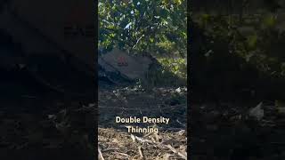 #farming #tractor #hazelnut #agriculture #oregon #farm #hazelnuts #fendt #equipment #orchard #farmer