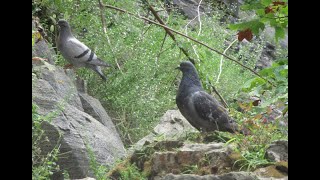 Pigeons On A Cliff