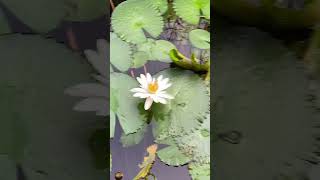 அல்லி பூ 🌸🪷#pondicherry #auroville #gardening #waterpark #shorts