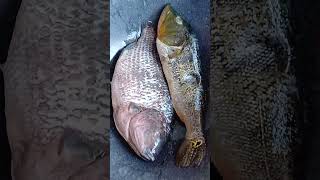 Talapia e Tucunare #shortsvideos  #shorts #fazenda #vidanaroça #sitio #nature #fishing #pescaria