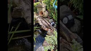 Almost two months old Small wildlife pond #short