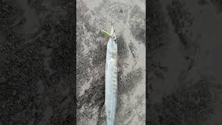 #fishing🫣 barracuda#shorts #Today fry 😋😋😋