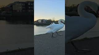 Beautiful White Swan Walking By The River