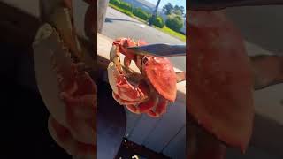 Staying alive for good Crab!!!#oregoncoast #seafood #crabboil #dungenesscrab #waldportoregon