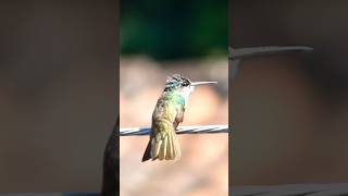 Azure Crowned Hummingbird in Guatemala! #hummingbird #rainforest #nature #photography #birding #bird