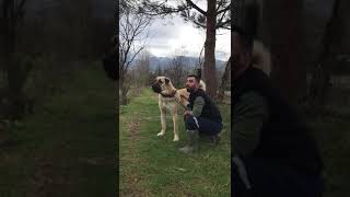 Anadolu çoban köpegimiz PAŞA