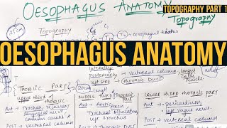 OESOPHAGUS ANATOMY PART 1( TOPOGRAPHY)