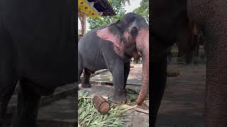 Elephant#youtubeshorts#elephantvideo#elephantshorts#elephant#shorts