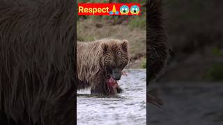 😳Respect😱#bear#animals #short #animalslover #viral #shortsfeed