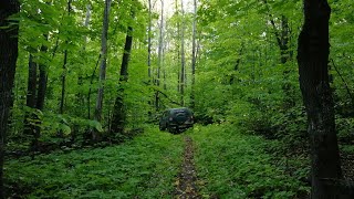 Очередная разведка в домашнем лесу.