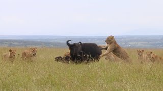 Buffalo mother and calf get rescued by their herd from a pride of lions