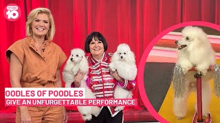 Oodles Of Poodles! | Studio 10