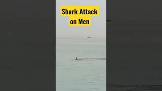 Recently 2 Sharks Attack on men at Egypt Beach #shorts #youtubeshorts #sharks