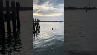 Odin the Newfie gets in a swim before breakfast.