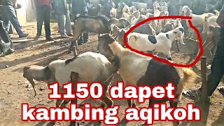 updet‼️harga kambing pasar semuliraya Lampung Utara kotabumi