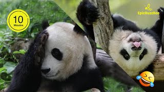 🐼Funny PANDA Video Compilation | 10 Mins of Panda Cuteness