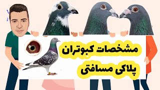 کبوتران مسافتی قسمت اول