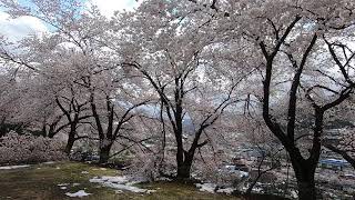 Cherry Blossom Trees