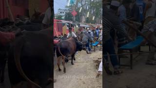 Madness Of Cow | #reels #crazycow #funny #bull #trending #viral #animals #bangladesh #shorts #fun