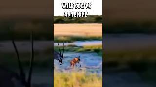 wild dog vs antelope #shorts #trending #viral #animals