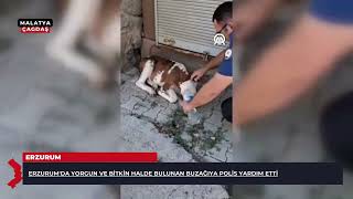 Erzurum'da yorgun ve bitkin halde bulunan buzağıya polis yardım etti