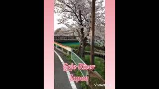 Sakura Sightseeing Japan|Gojo River|Spring time in Japan 2021|Cherry blossom Japan|Somei Yoshino