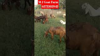 पहली बार ब्याने वाली बकरीया ? 25 बकरीया लेने पर 1 ब्रीडर मुफ्त @mjgoat2366 Mo.6375303945 #bakriya