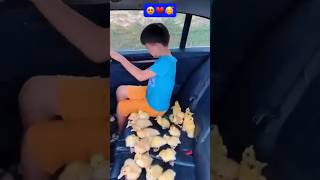 Wow! the duckling is very cute