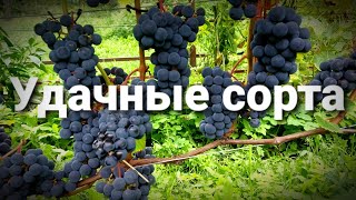 🍇ВИНОГРАД НА СЕВЕРЕ без танцев с бубнами / СОРТА ВИНОГРАДА ДЛЯ МОСКОВСКОЙ ОБЛАСТИ