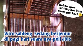 burung jongkangan gacor bersiul di pagi hari !!!