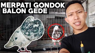 MAIN MERPATI GONDOK GADITANO - GALAK E POLL