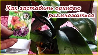 ПОБУЖДАЕМ ОРХИДЕЮ  К РАЗМНОЖЕНИЮ ДЕТКАМИ НА ЦВЕТОНОСЕ