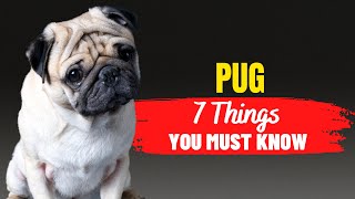 Adopting a Pug? Here are 7 important things to know! | Pug Adoption | Dogs Genesis