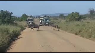 The Wildebeest Migration; Wildebeest Migrating From Western Corridor Of Serengeti To Mara River