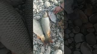 Fishing🐟(Mangla dam big game)منگلا ڈیم کا شکار😱gulfam fish #fishing #hook#hook#shorts#