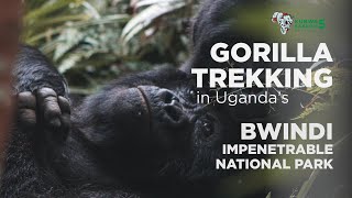 Gorilla Trekking In Uganda's Bwindi Impenetrable National Park