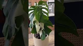 Monstera Albo Plant Styling