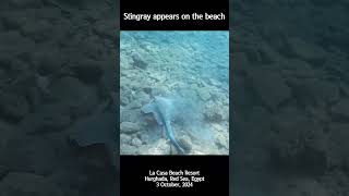 [4K] Stingray appears on the beach #shorts #snorkeling #redsea #hurghada #stingray #가오리 #이집트