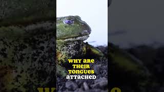 Frogs are such cool animals! #frog #animals #amphibian #tongue #bullfrog #africa #roach #cool